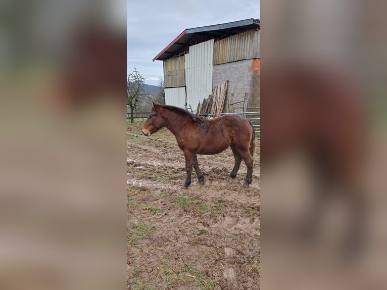 Trekpaard Hengst Veulen (01/2026) 140 cm Bruin in Froeschwiller