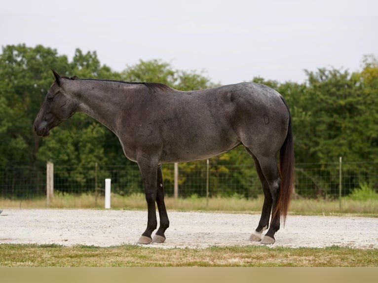 Trekpaard Merrie 10 Jaar Roan-Blue in Marshall MO