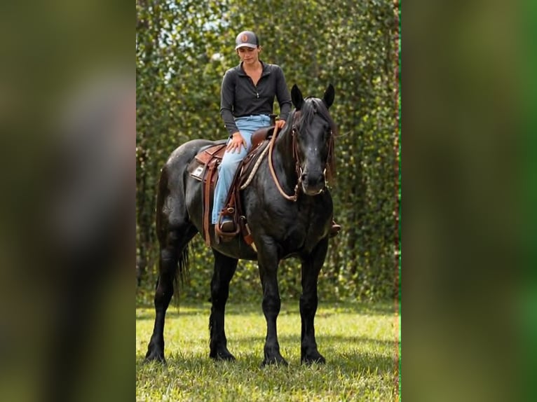 Trekpaard Merrie 12 Jaar 165 cm Zwart in Land O Lakes