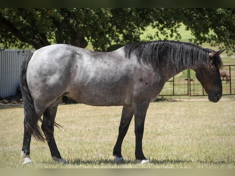 Trekpaard Mix Merrie 12 Jaar Roan-Blue in Cisco