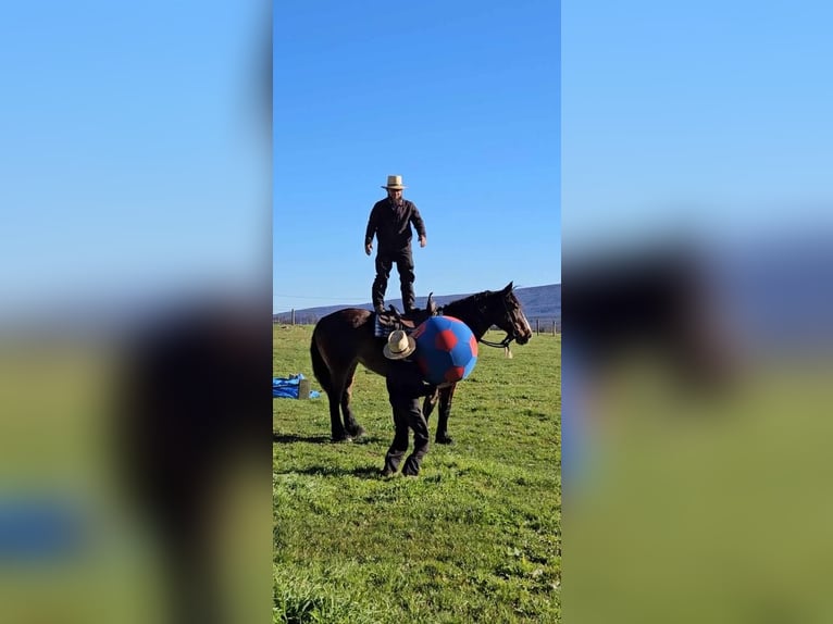 Trekpaard Mix Merrie 13 Jaar 155 cm Donkerbruin in Allenwood