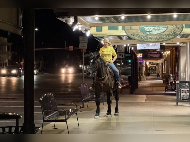 Trekpaard Merrie 13 Jaar 163 cm Zwart in Poolville