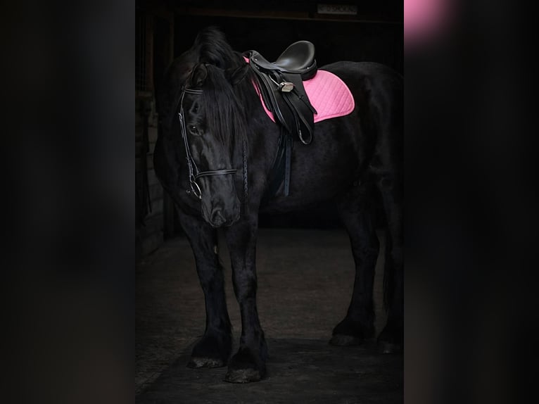 Trekpaard Merrie 13 Jaar 165 cm Zwart in Land O Lakes