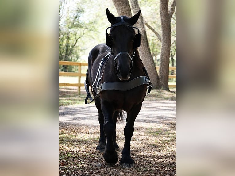 Trekpaard Merrie 13 Jaar 165 cm Zwart in Land O Lakes