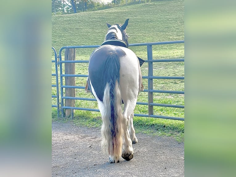 Trekpaard Merrie 14 Jaar 163 cm Gevlekt-paard in Kerhonkson NY