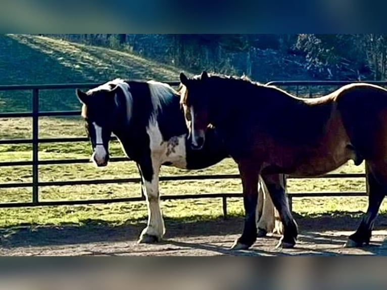 Trekpaard Merrie 14 Jaar 163 cm Gevlekt-paard in Kerhonkson NY