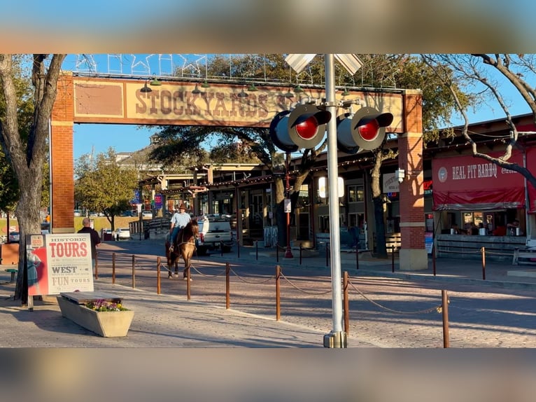 Trekpaard Merrie 15 Jaar 165 cm Roodbruin in Stephenville, TX