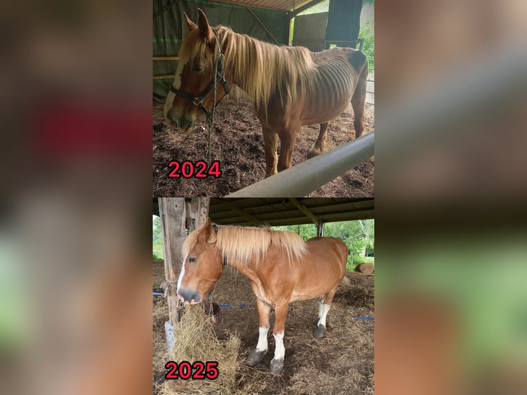 Trekpaard Merrie 23 Jaar Vos in Mugron