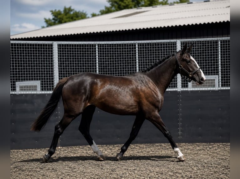 Trekpaard Merrie 2 Jaar 167 cm Zwart in essex