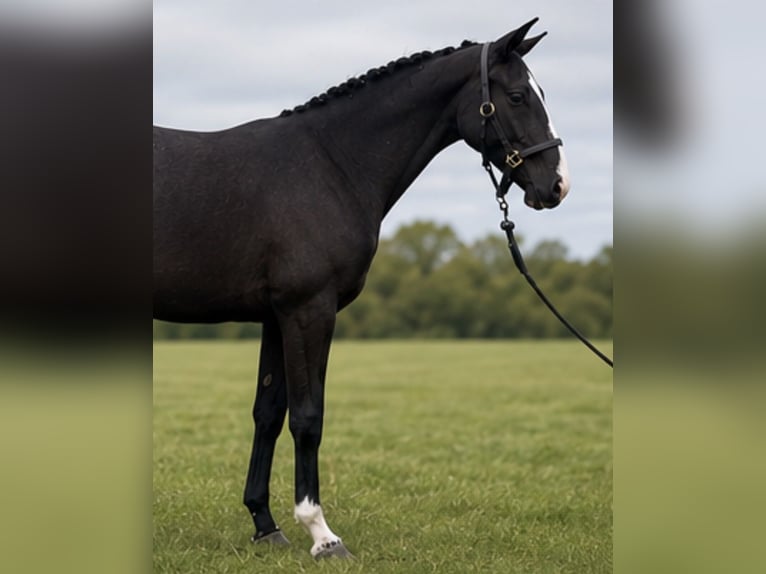 Trekpaard Merrie 2 Jaar 167 cm Zwart in essex
