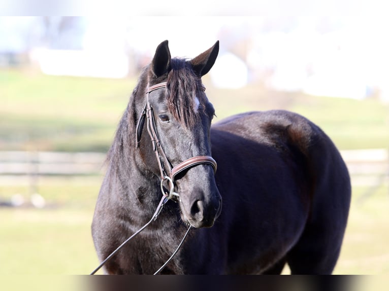Trekpaard Mix Merrie 3 Jaar 155 cm Gevlekt-paard in Gap