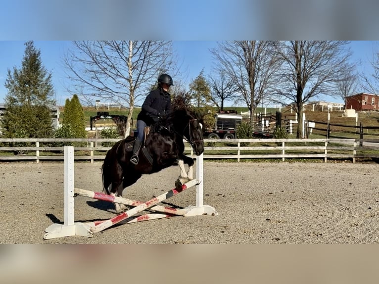 Trekpaard Mix Merrie 3 Jaar 155 cm Gevlekt-paard in Gap