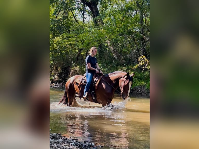 Trekpaard Merrie 3 Jaar 163 cm Roodbruin in Auburn, KY