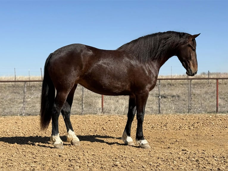Trekpaard Merrie 3 Jaar 173 cm Roodbruin in Weatherford