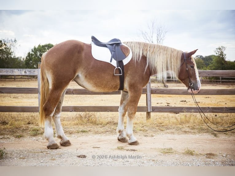 Trekpaard Mix Merrie 3 Jaar 173 cm Roodvos in Glen Rose