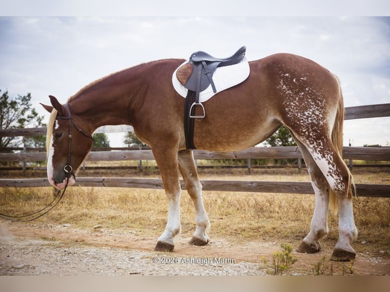 Trekpaard Mix Merrie 3 Jaar 173 cm Roodvos in Glen Rose