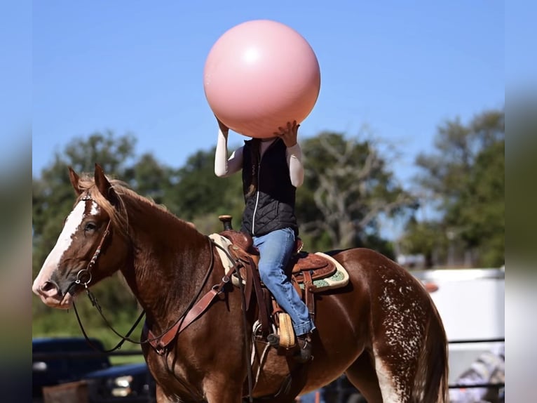 Trekpaard Mix Merrie 3 Jaar 173 cm Roodvos in Glen Rose