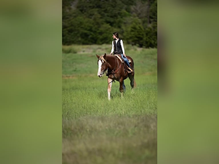 Trekpaard Mix Merrie 3 Jaar 173 cm Roodvos in Glen Rose