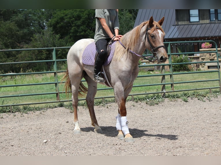 Trekpaard Merrie 3 Jaar Roan-Red in Fort Collins