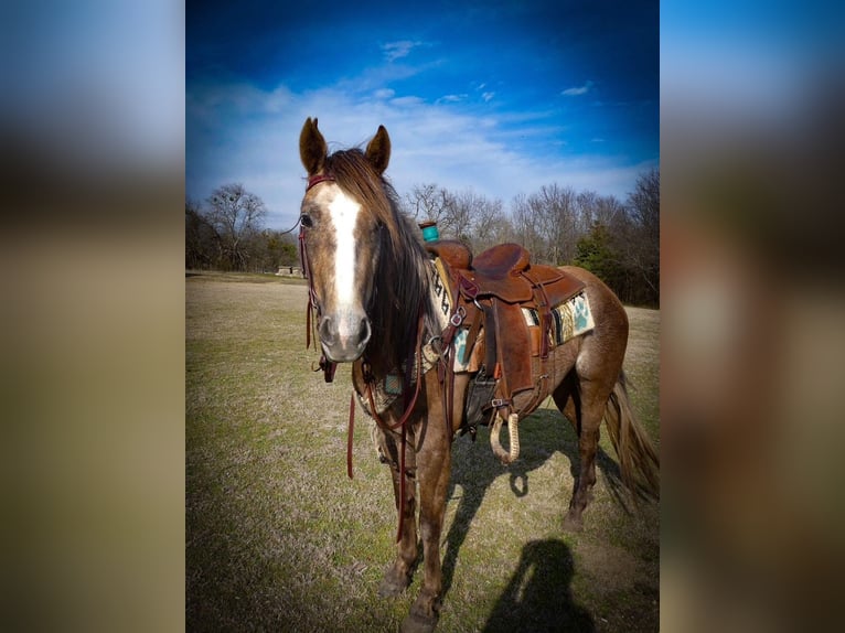 Trekpaard Merrie 3 Jaar Schimmel in Caddo