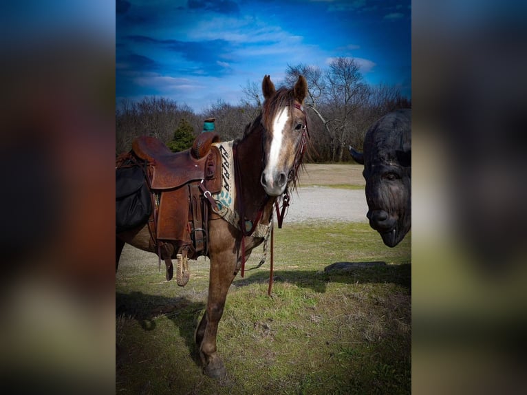 Trekpaard Merrie 3 Jaar Schimmel in Caddo
