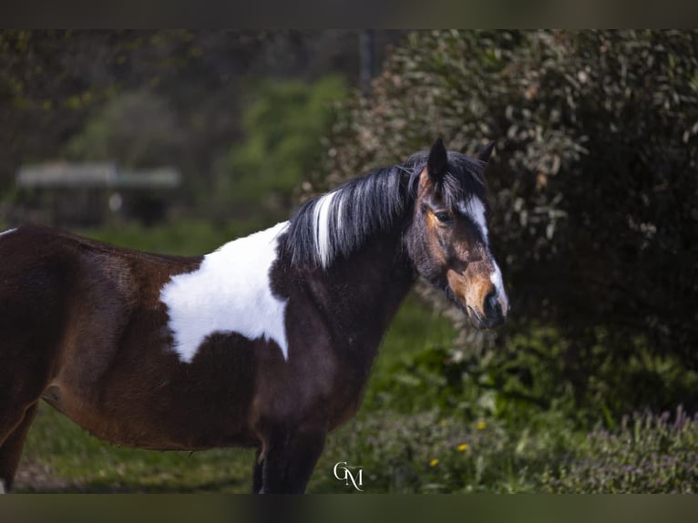 Trekpaard Mix Merrie 4 Jaar 150 cm Gevlekt-paard in Cassano D'Adda