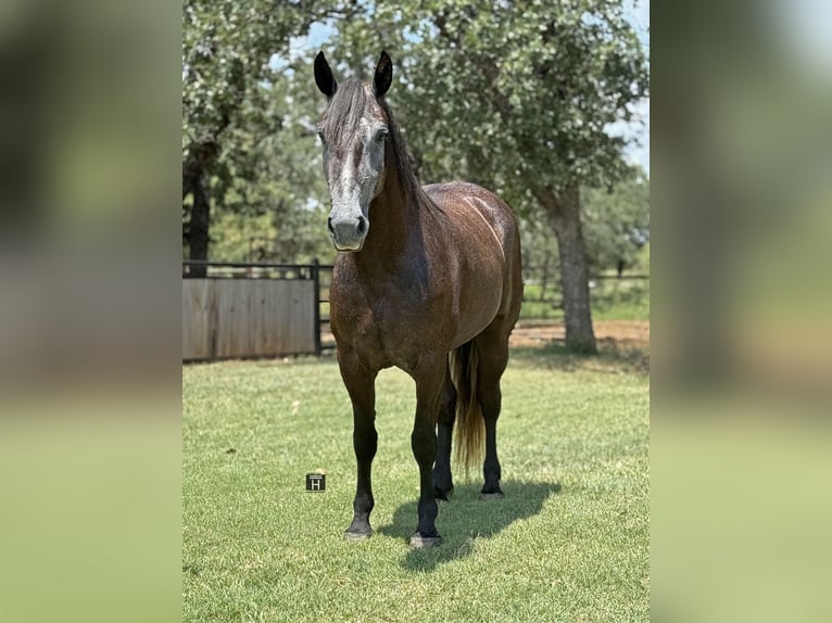 Trekpaard Mix Merrie 4 Jaar 150 cm Schimmel in Jacksboro