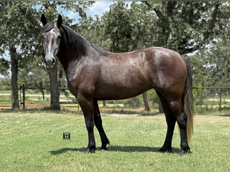 Trekpaard Mix Merrie 4 Jaar 150 cm Schimmel in Jacksboro