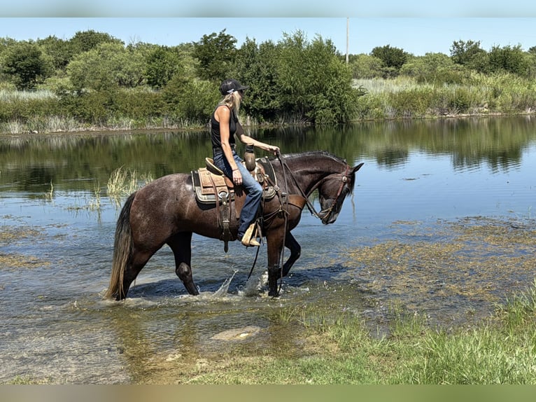 Trekpaard Mix Merrie 4 Jaar 150 cm Schimmel in Jacksboro