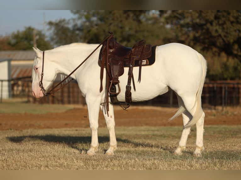 Trekpaard Mix Merrie 4 Jaar 150 cm Wit in Joshua, TX