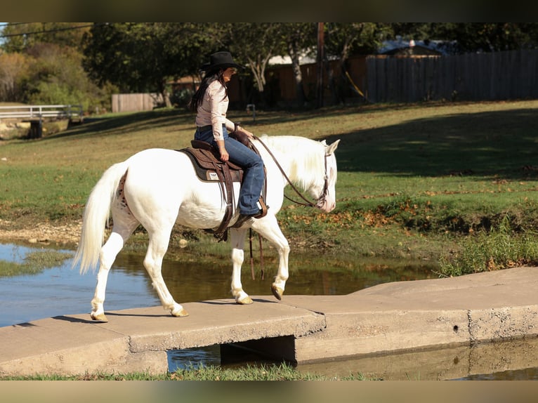 Trekpaard Mix Merrie 4 Jaar 150 cm Wit in Joshua, TX