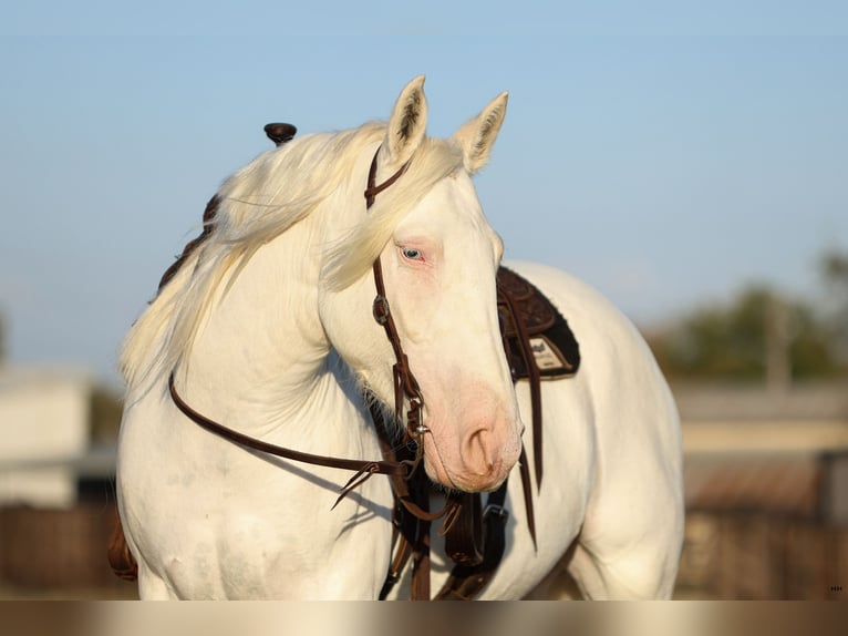 Trekpaard Mix Merrie 4 Jaar 150 cm Wit in Joshua, TX