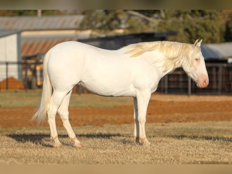 Trekpaard Mix Merrie 4 Jaar 150 cm Wit in Joshua, TX