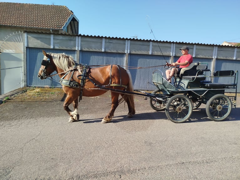 Trekpaard Merrie 4 Jaar 151 cm Vos in Souternon