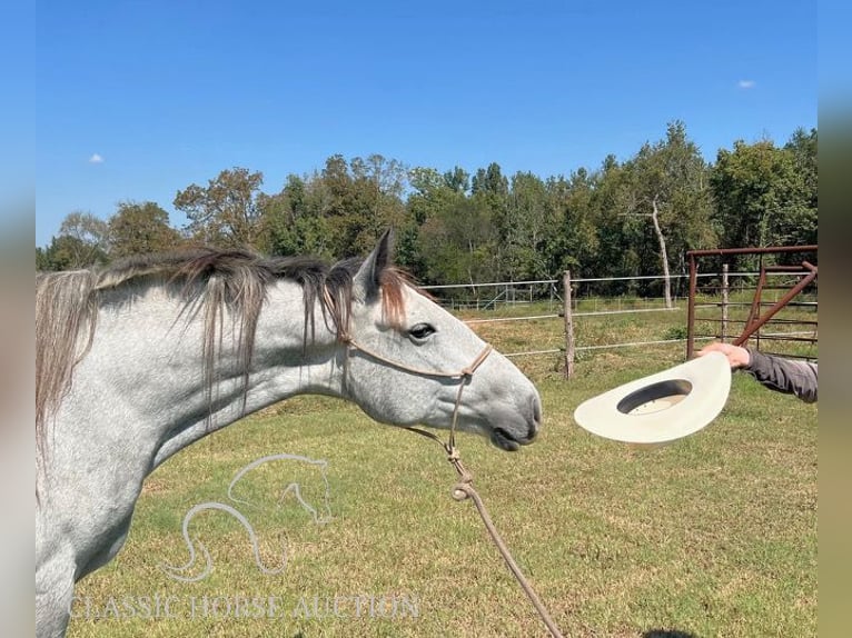 Trekpaard Merrie 4 Jaar 152 cm Schimmel in New Summerfield, TX