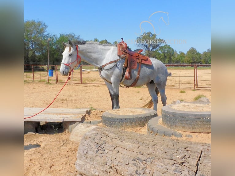 Trekpaard Merrie 4 Jaar 152 cm Schimmel in New Summerfield, TX