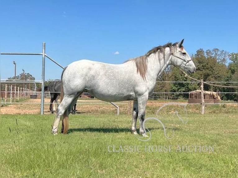 Trekpaard Merrie 4 Jaar 152 cm Schimmel in New Summerfield, TX