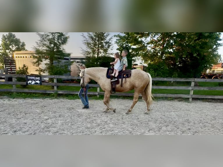 Trekpaard Merrie 4 Jaar 155 cm Palomino in Gap Trekpaard Merrie 4 Jaar 155 cm Palomino in Gap