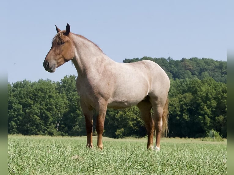 Trekpaard Merrie 4 Jaar 155 cm Roan-Red in Liberty, KY