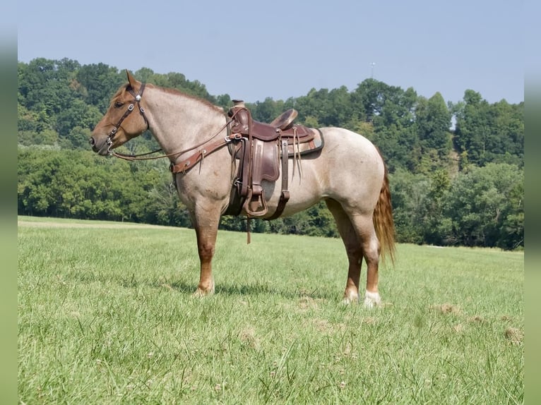 Trekpaard Merrie 4 Jaar 155 cm Roan-Red in Liberty, KY