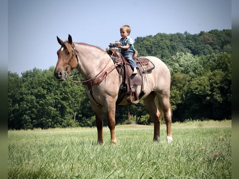 Trekpaard Merrie 4 Jaar 155 cm Roan-Red in Liberty, KY