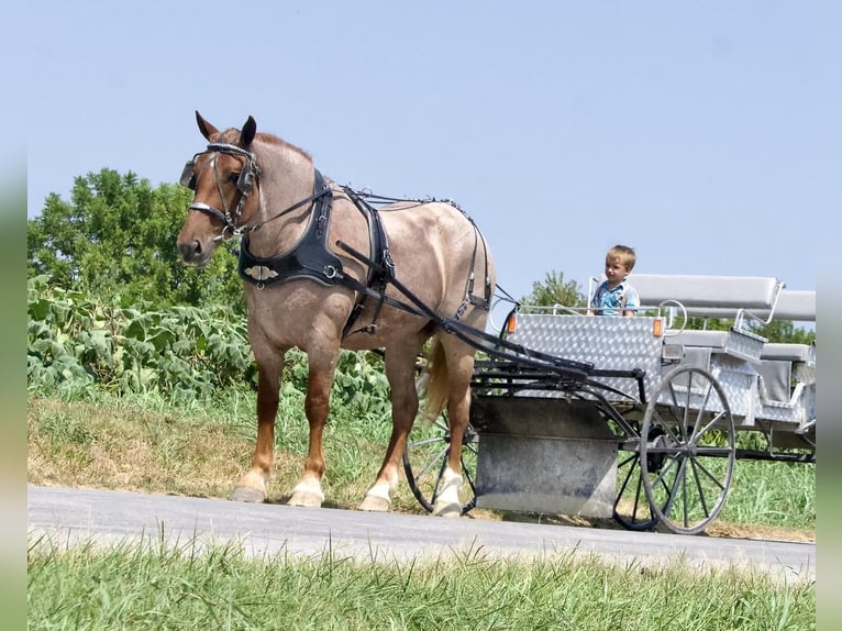 Trekpaard Merrie 4 Jaar 155 cm Roan-Red in Liberty, KY