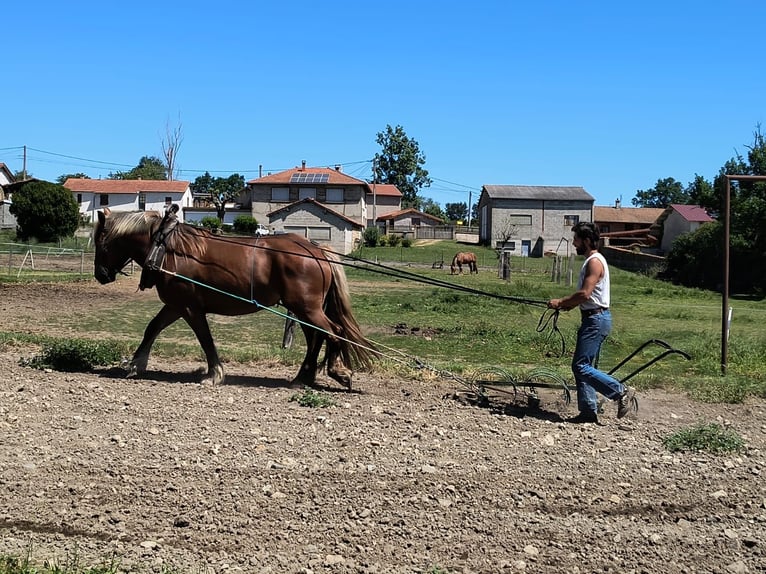Trekpaard Merrie 4 Jaar 157 cm Vos in Souternon