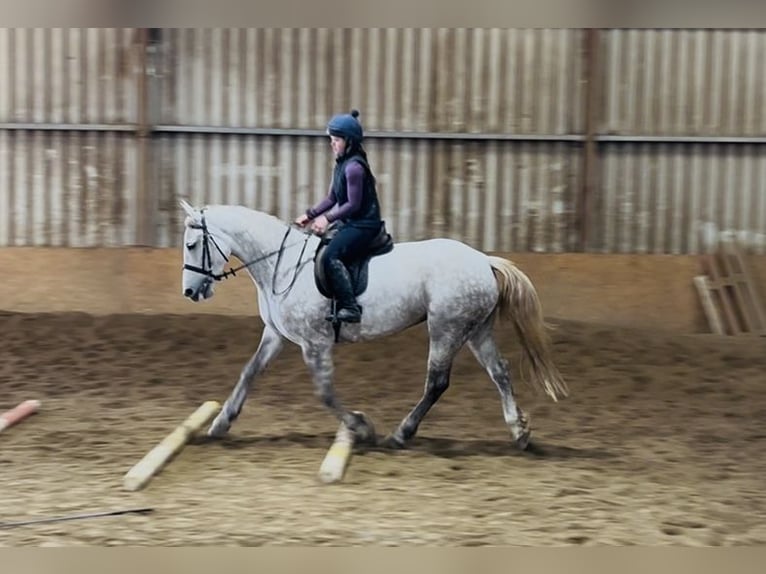 Trekpaard Merrie 4 Jaar 160 cm Appelschimmel in Sligo