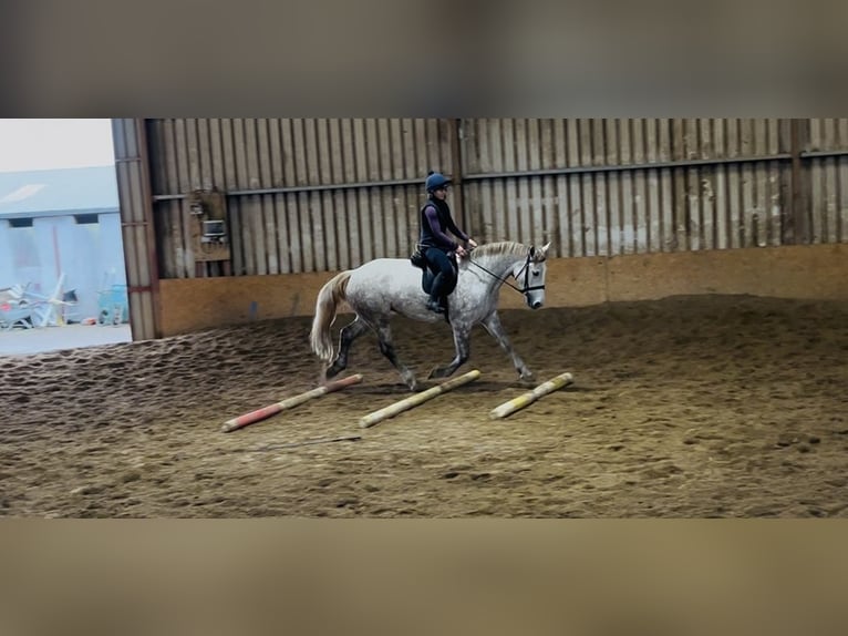 Trekpaard Merrie 4 Jaar 160 cm Appelschimmel in Sligo