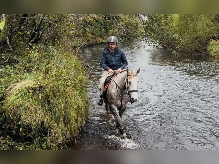 Trekpaard Merrie 4 Jaar 160 cm Appelschimmel in Sligo