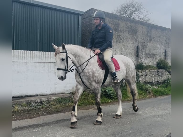Trekpaard Merrie 4 Jaar 160 cm Appelschimmel in Sligo