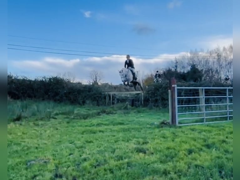 Trekpaard Merrie 4 Jaar 160 cm Appelschimmel in Sligo