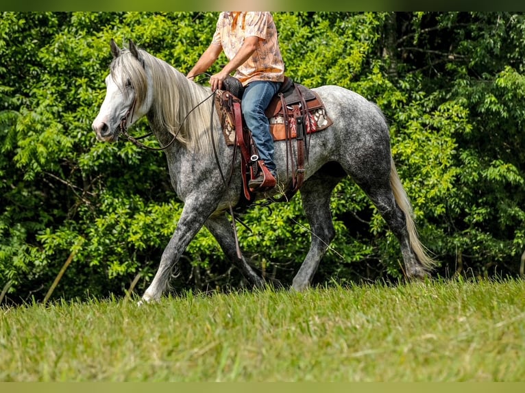 Trekpaard Mix Merrie 4 Jaar 163 cm Appelschimmel in Santa Fe, TN