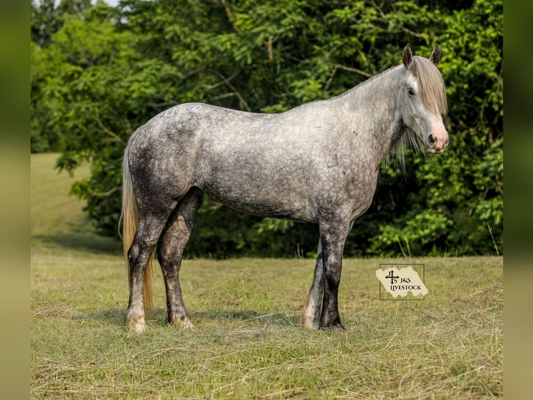 Trekpaard Mix Merrie 4 Jaar 163 cm Appelschimmel in Santa Fe, TN